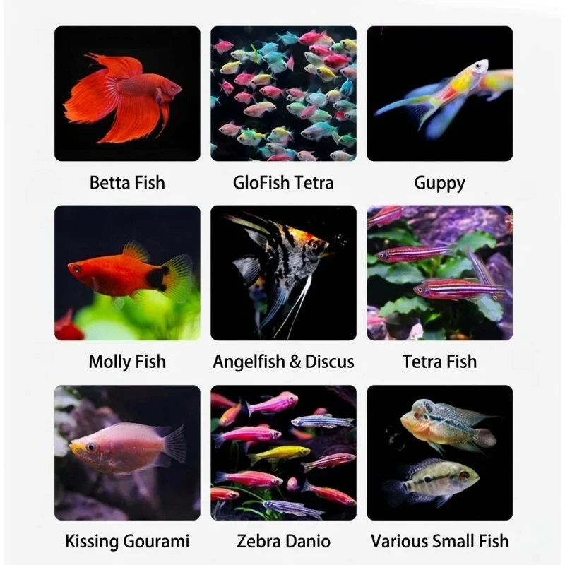 Artemia Fry Food 50g for Aquarium Fish, Premium Decapsulated Direct Feed for Guppies Reef Coral Tank, Nutrient-Rich No-Hatch view 6