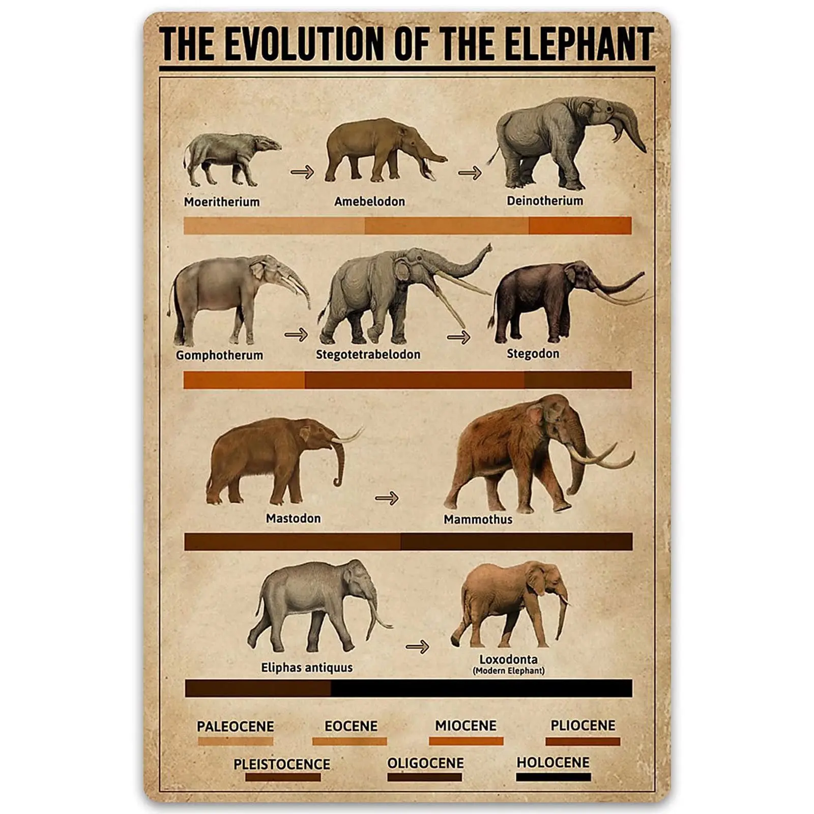 Metal Sign The Evolution of The Elephant Tin Poster Animal Timeline Chart Retro Wall Art Decoration Bedroom Club Office Plaque