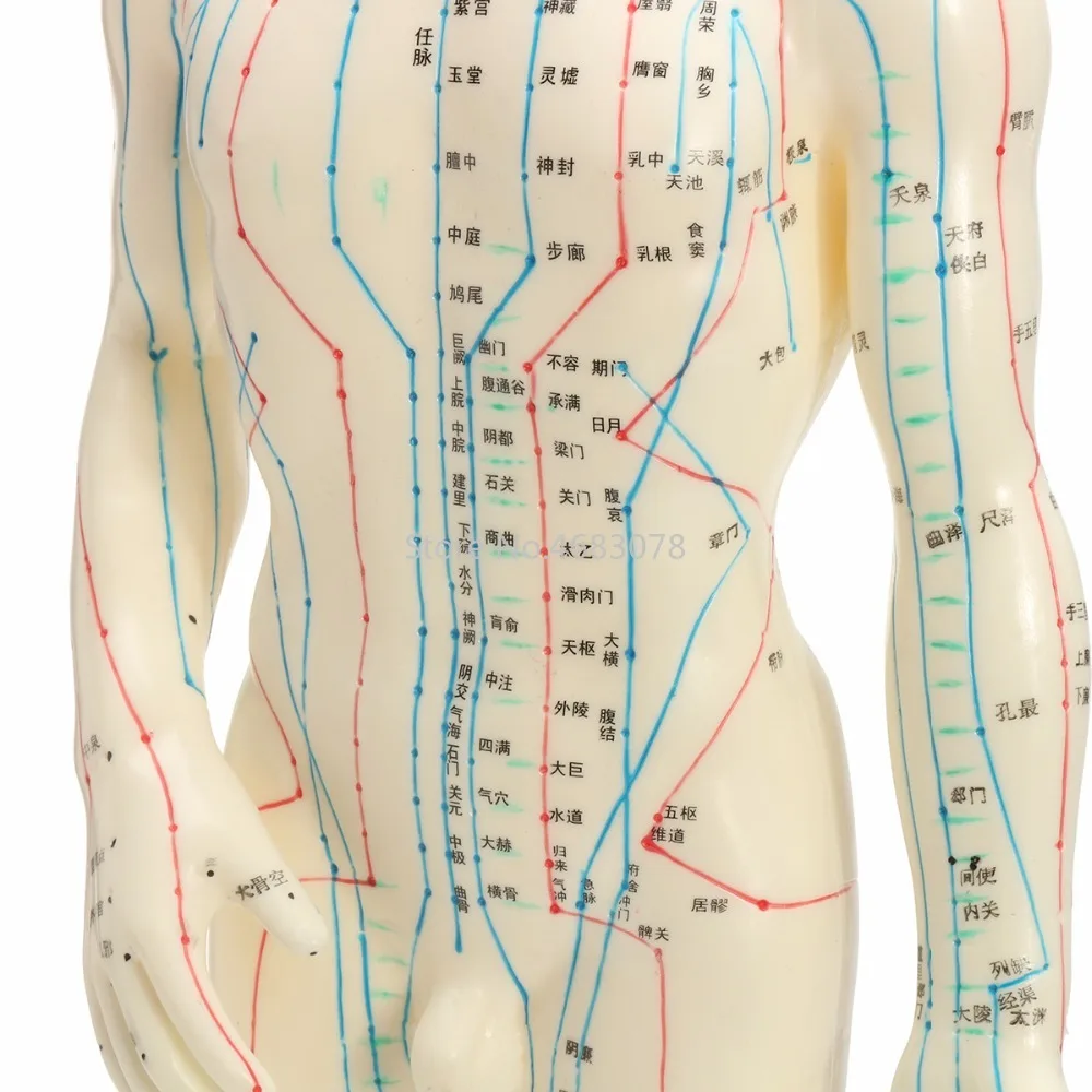 Human Body Acupuncture Model Female/Male Meridians Model Chart Book Chinese medicine 52cm