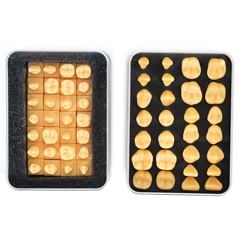 28 قطعة نموذج للتدريس منحوتة للأسنان طبيب الأسنان الطلاب ممارسة هيكل الأسنان القياسي نحت نموذج مقارنة التدريس