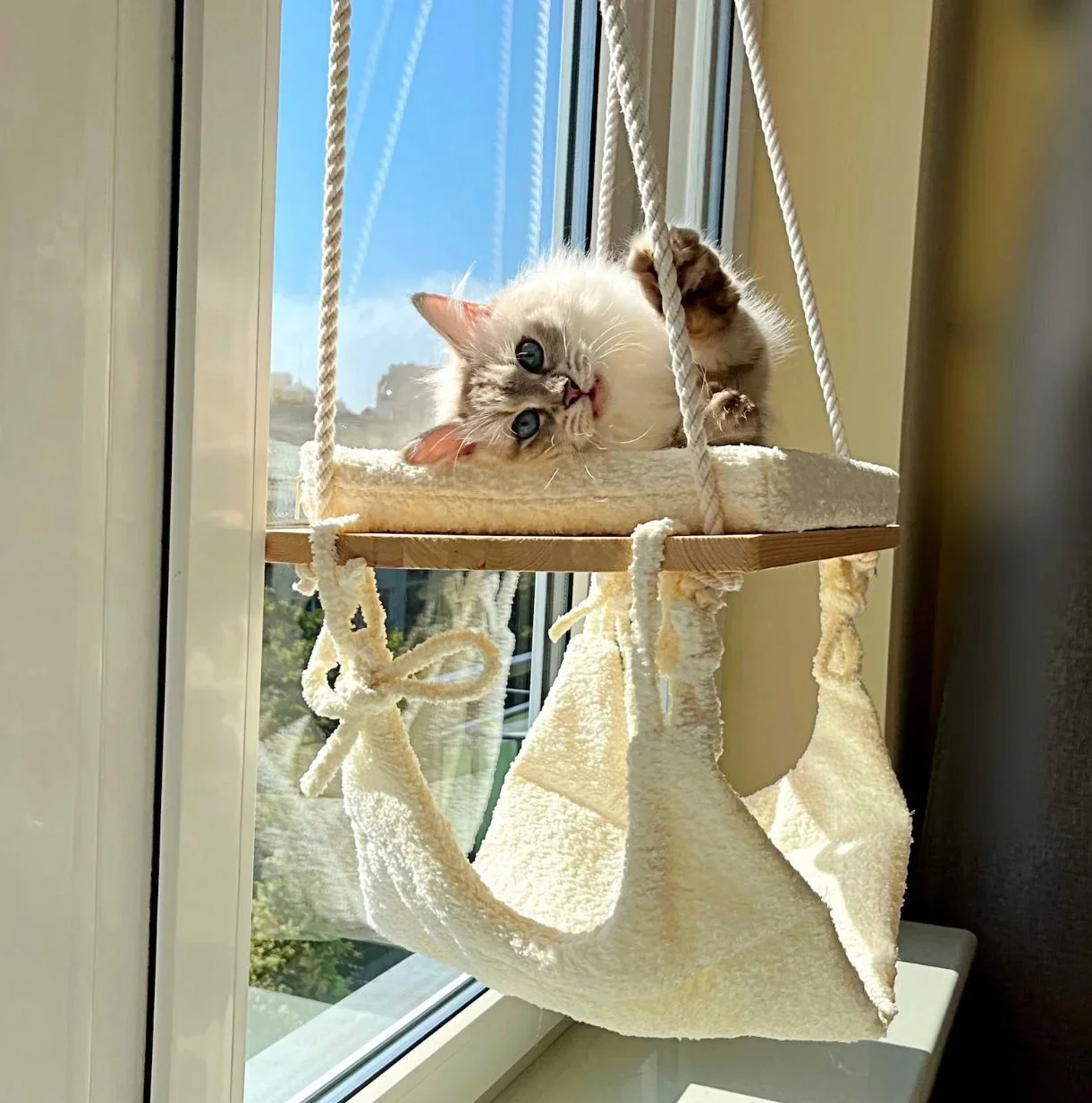 

Cat Window Perch - Cat Hammock for Window - Solid Wood Seat & Strong Suction Cups - Cat Window Bed & Furniture for Cats Inside