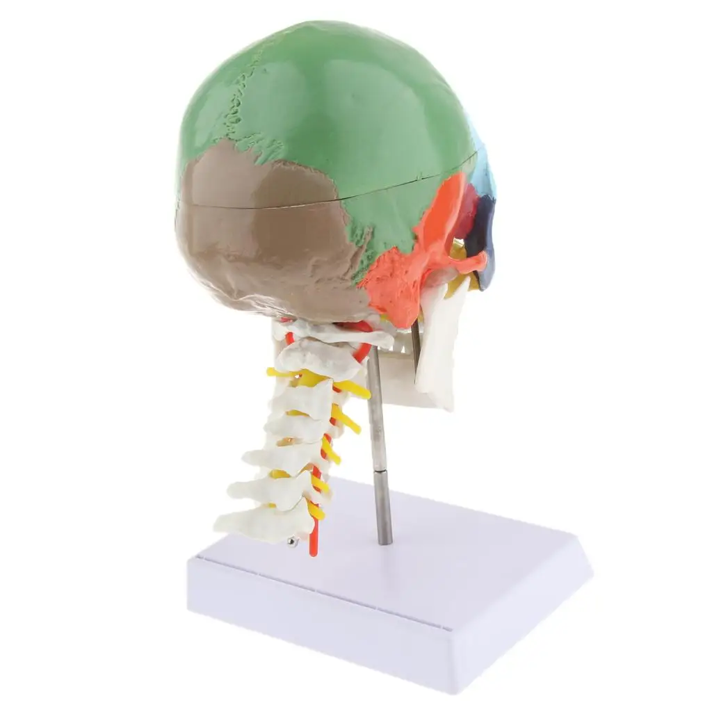 life-size-human-head-skeleton-skull-model-multicolor-painted-anatomy-tool-for-education-display-and-lab