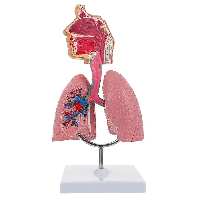 ABUU-Human Respiratory Systems Model, Human Nasal Cavity Throat Lung Anatomy Model Teaching Tool