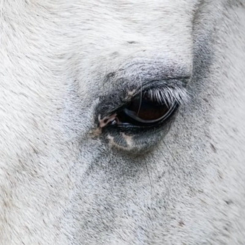 

4 шт. 12 мм шестигранные шины для колес Monster Truck для SCY 16101 Pro 1:16, детали для обновления внедорожного радиоуправляемого автомобиля