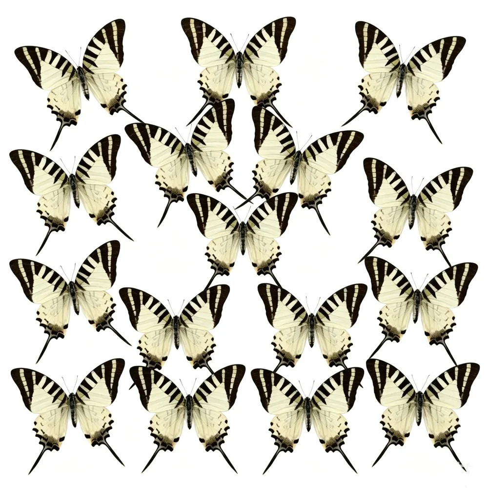 6-100pcs natural Real Butterflies Specimen (Graphium antiphates）Artwork Material Home Decoration DIY