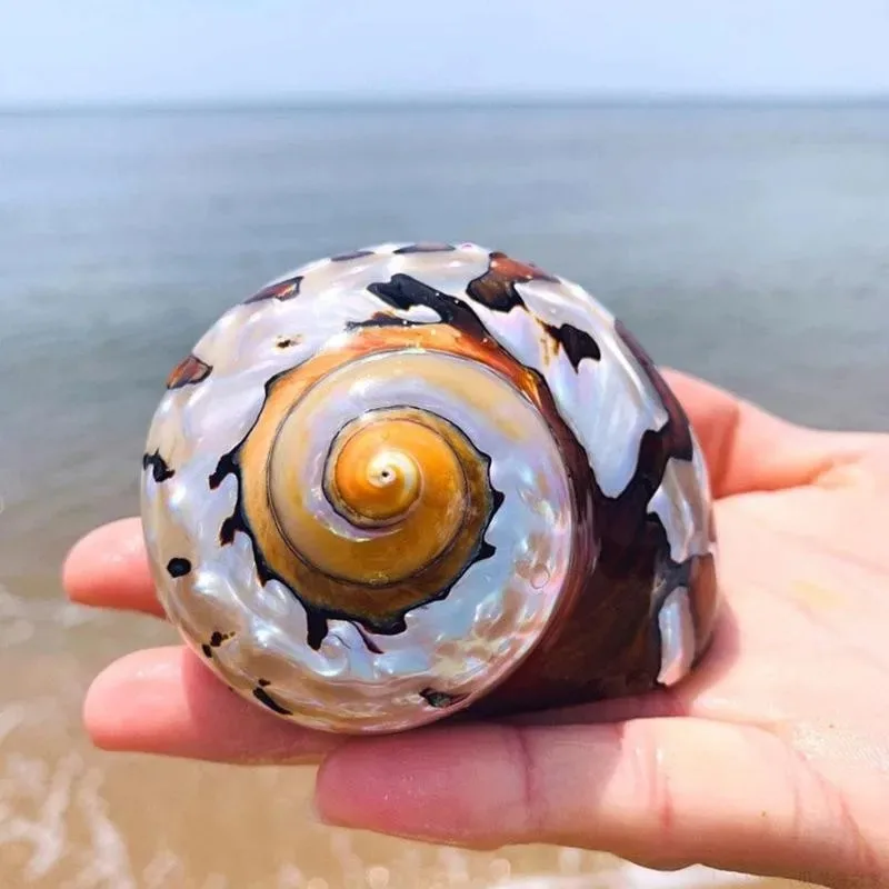 

6-10cm Natural South African Snail Pearly Big Screw Conch Shells Coral Collectible Mediterranean Aquarium Ornaments Sea Shell