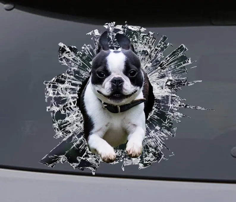 STICKER, boston terrier window sticker, car sticker, pet car decal, funny sticker