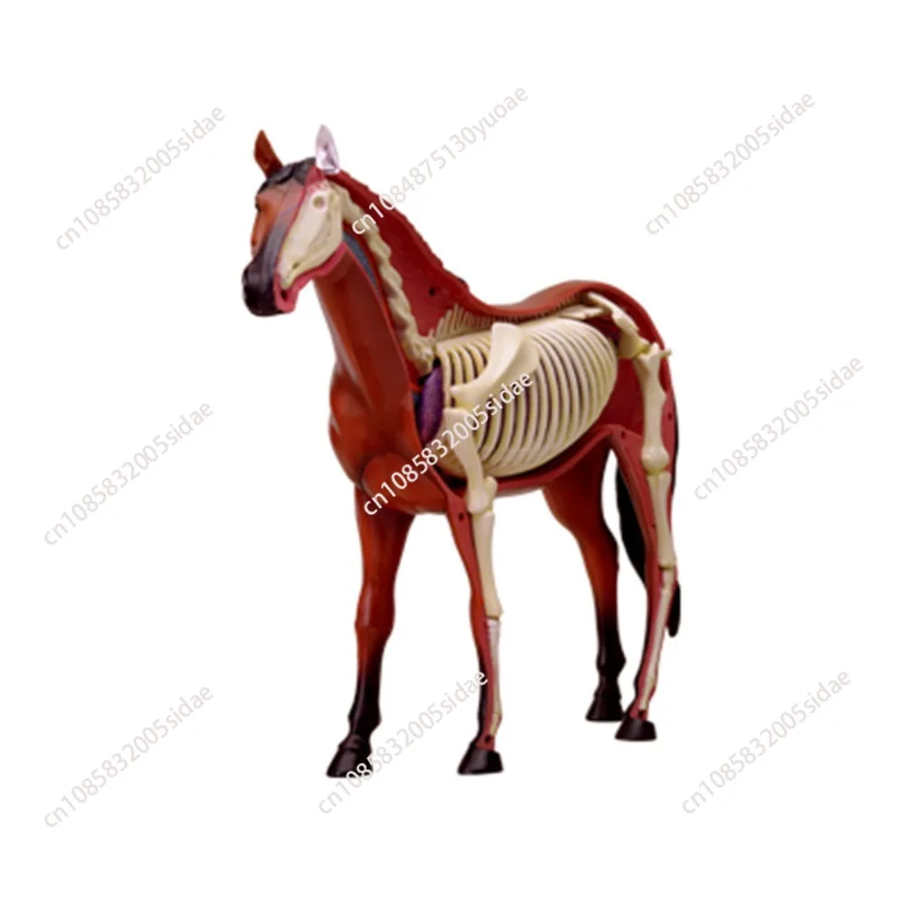 Animal Organ Anatomy Model 4D Horse Intelligence Assembling Toy Teaching Anatomy Model DIY Popular Science Appliances