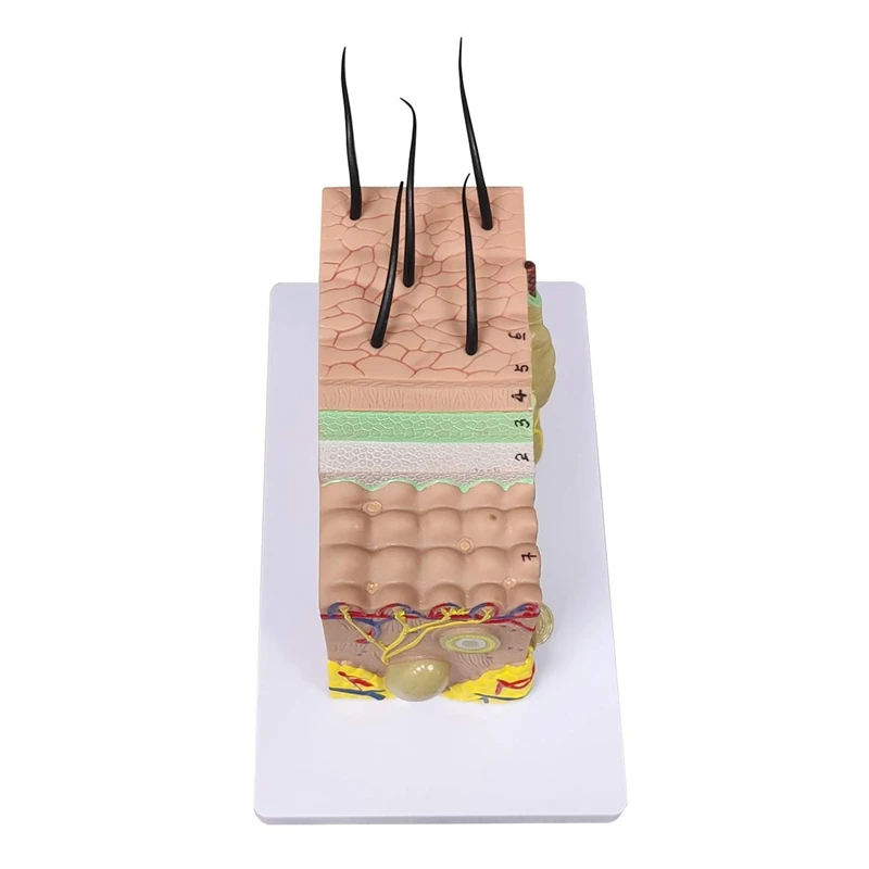 Skin Model, 35X Enlarged Anatomical Model Anatomy For Science Classroom Study Display Teaching Model