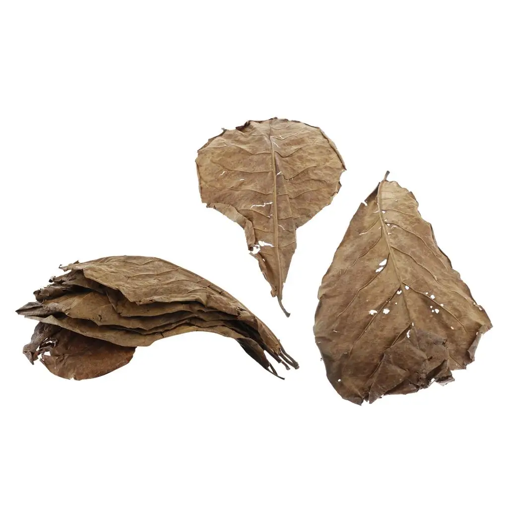 Premium Grade Catappa Indian Almond Leaves Size Medium 10 Leaves 26x15cm