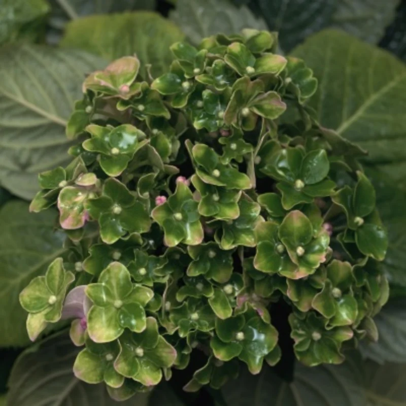 ไขควงแฉก 4/5 มม. ไขควงปากแบน 4/5 มม. ด้ามจับอะลูมิเนียมอัลลอยด์กันลื่น ชุดเครื่องมือประแจสำหรับเฮลิคอปเตอร์บังคับวิทยุ