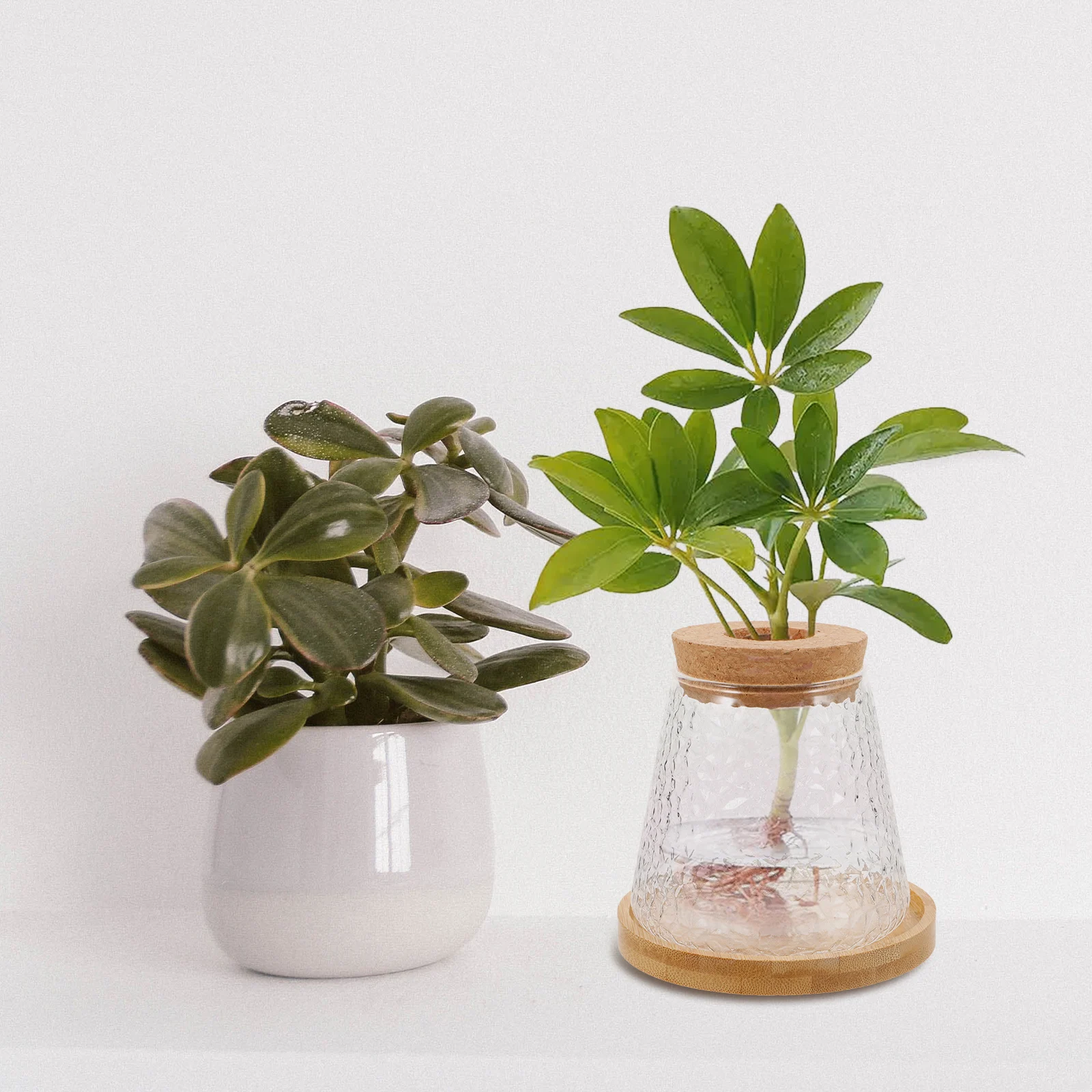 

Hydroponic Plant Vases Avocado Sprouting Glass Volcano Style Wooden Stopper Home Office Decor Succulent Flower Pot