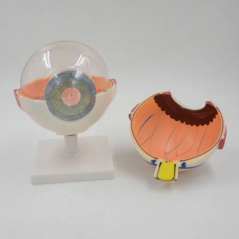 

Human eye model, enlarged eye, eye structure, anatomical model, teaching model