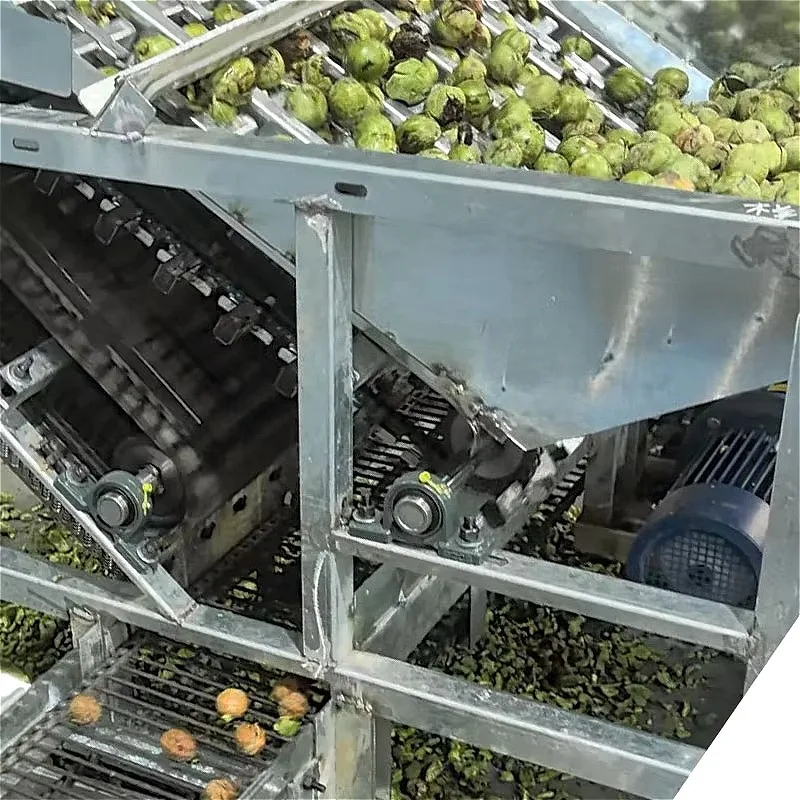 Walnut Husk Removing Machine Green Walnut Peeler Fresh Walnut Processing Machine Automatic Customized