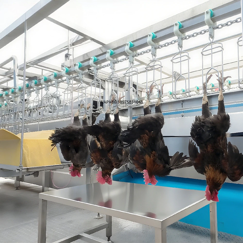 

Compact 300-1000 Chickens Automatic Slaughterhouse Equipment Slaughtering Processing Line