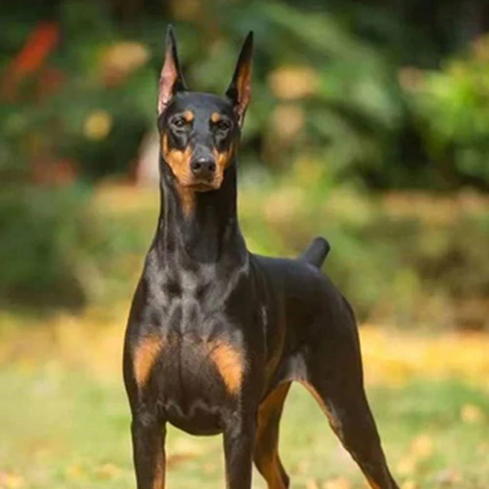 

Pet Dog Ear Stickers Fixed Correction Stand up Big Doberman Post Holder Coffee Covers for Noise