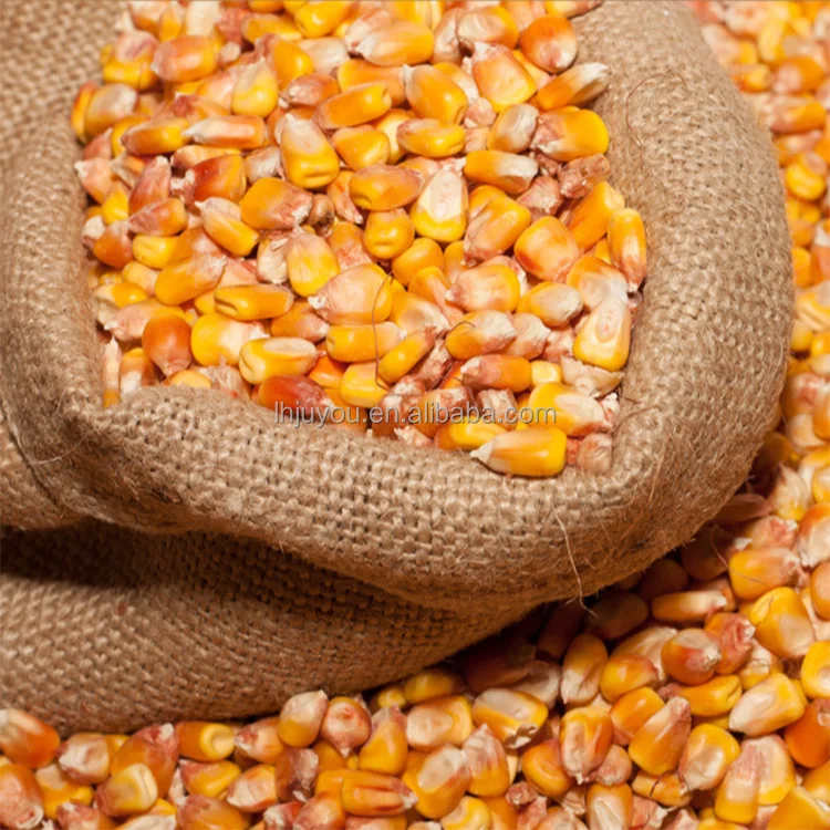 Farm Thresher Machine Corn Maize Thresher Diesel Engine Corn Sheller