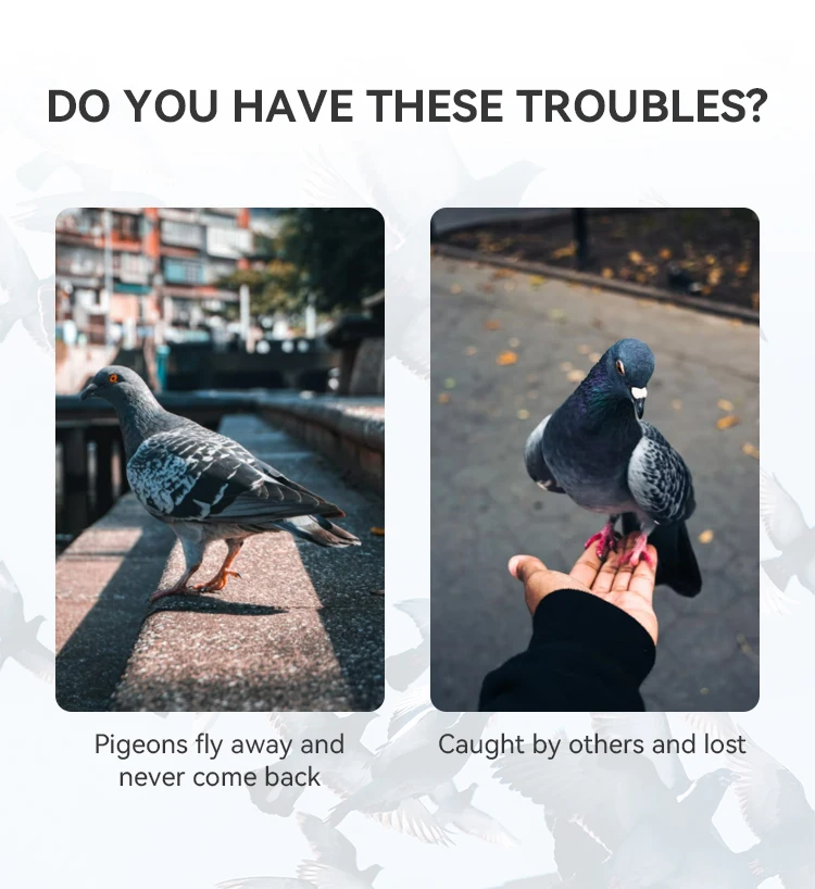 New Arrivals Bird Tracker Real-time Positioning Pigeon Racing Training Tracker Gps Pigeon Tracking Chip Ring Birds Tag Gps