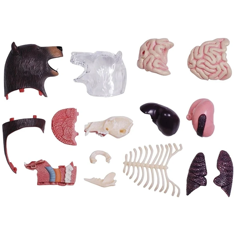 4D Vision Animal Bear Anatomy Model 36 Parts Detachable Animal Biology Organ Anatomical Classroom Supplies Teaching-AT93