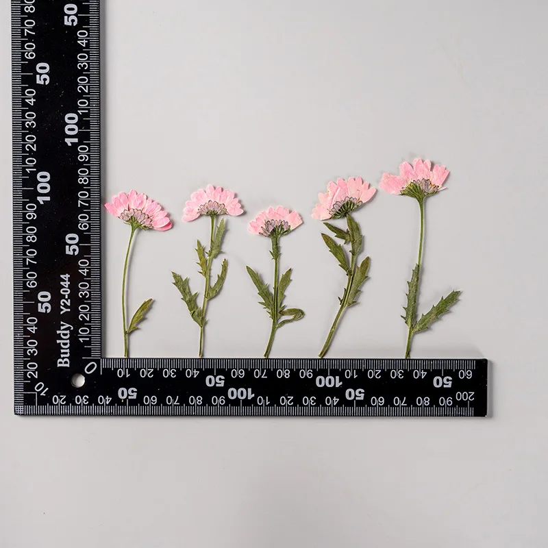 5-8Cm/24Pcs, Side Pressed Crystal Chrysant Met Tak, gedroogde Bloem Diy Handleiding Stickers Fotolijst Bladwijzer Gift Card Decor