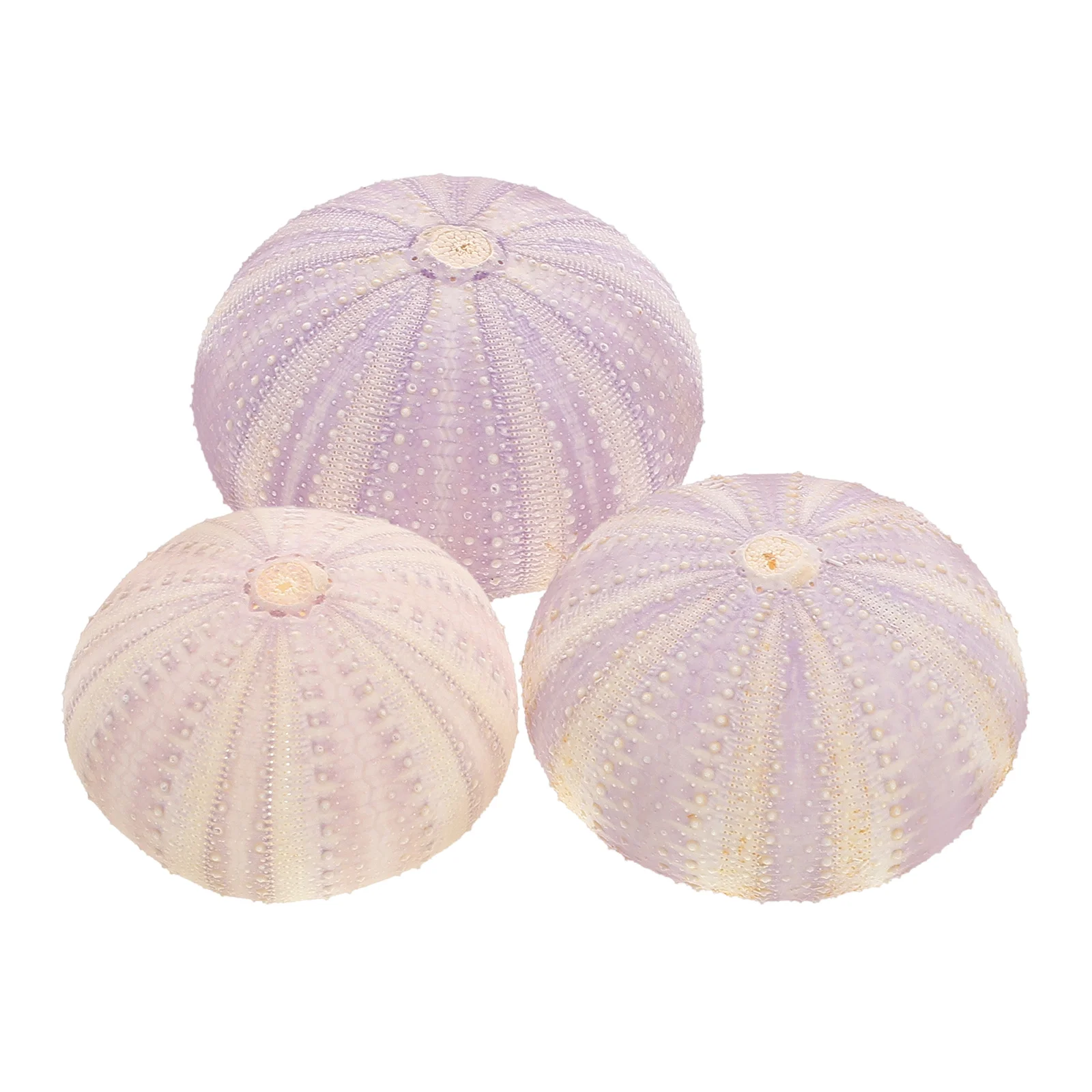 

3 Pcs Ocean Decor for Decoration Sea Urchin Shell Nautical Small Planting Holder