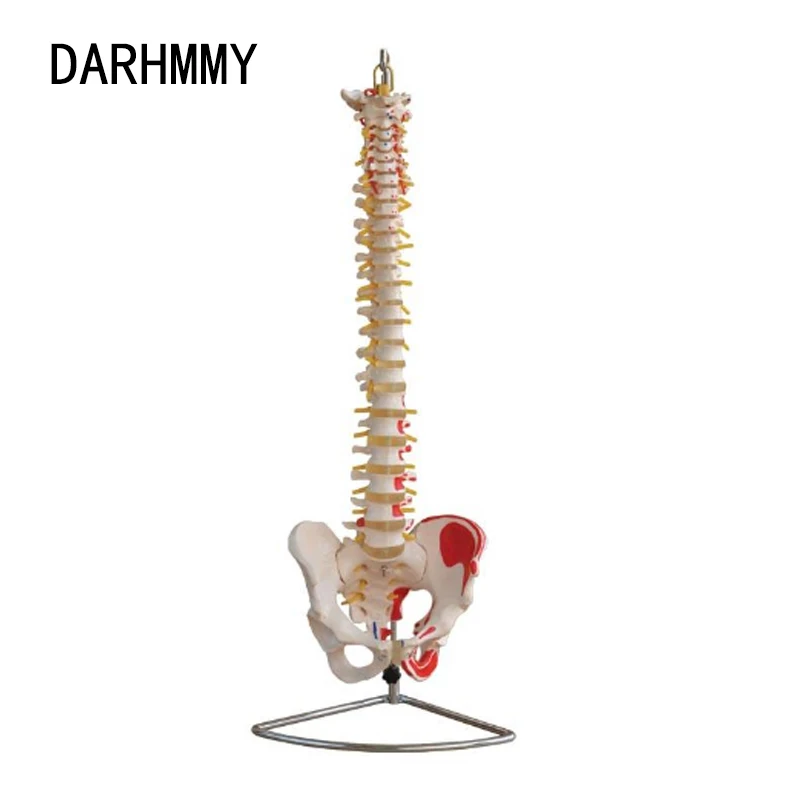 DARHMMY 80CM Human Spine Model Vertebral Column with Pelvis and Painted Muscles