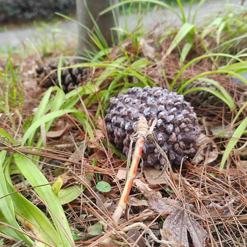 Outdoor Garden Key Safe Box Hidden Rock Hide Keys In Pine Cone Safety Storage Box For Home RV Key Safes Creative Hide Spare Keys