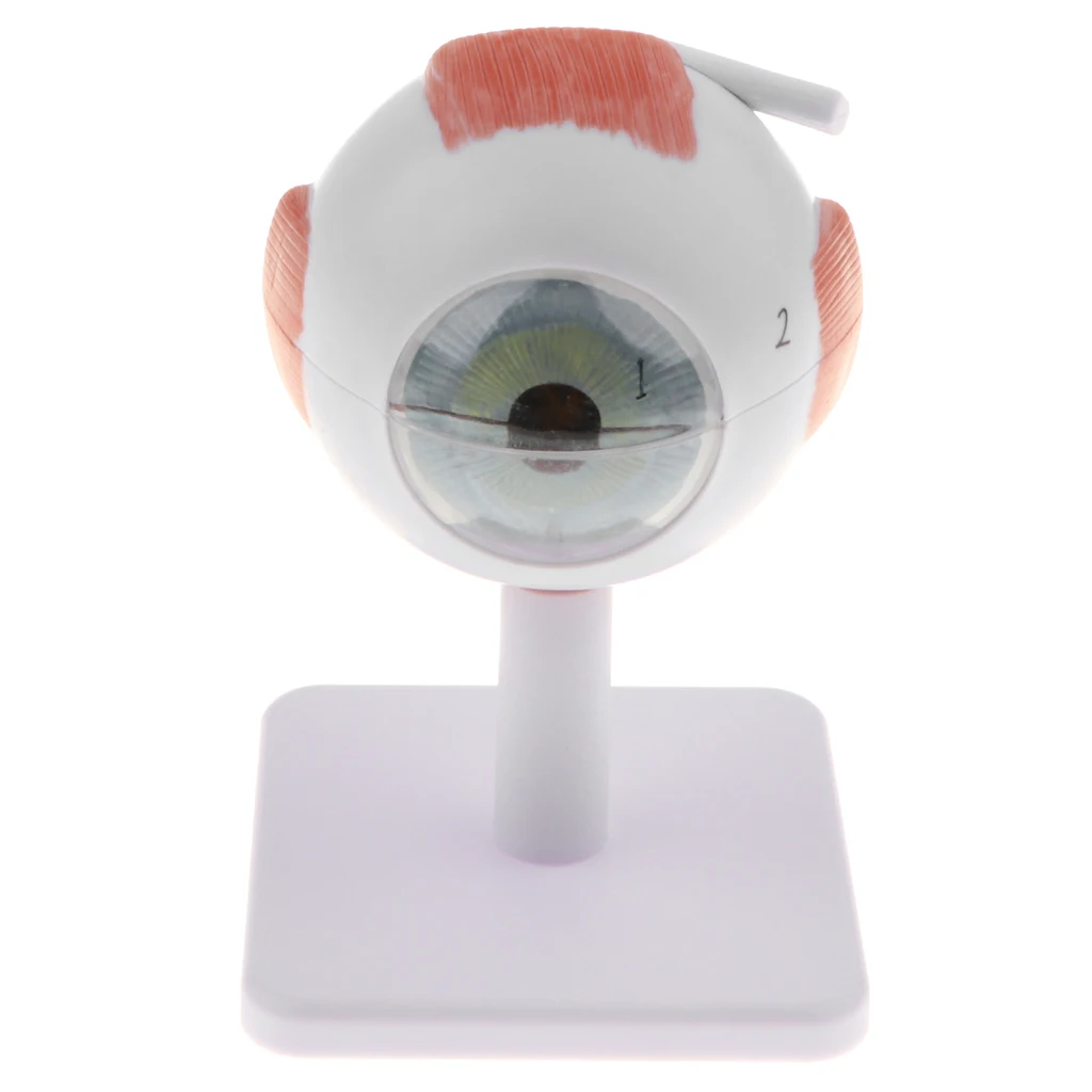 

Medical Education 3X Magnification Human Eye Anatomical Model Eyeball|Anatomical eye Model