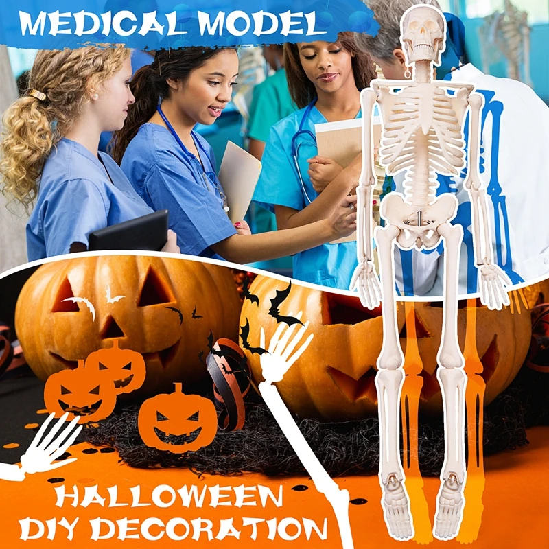 45CM Human Anatomical Anatomy Skeleton Model Poster Learn Aid Anatomy Human Skeletal Model