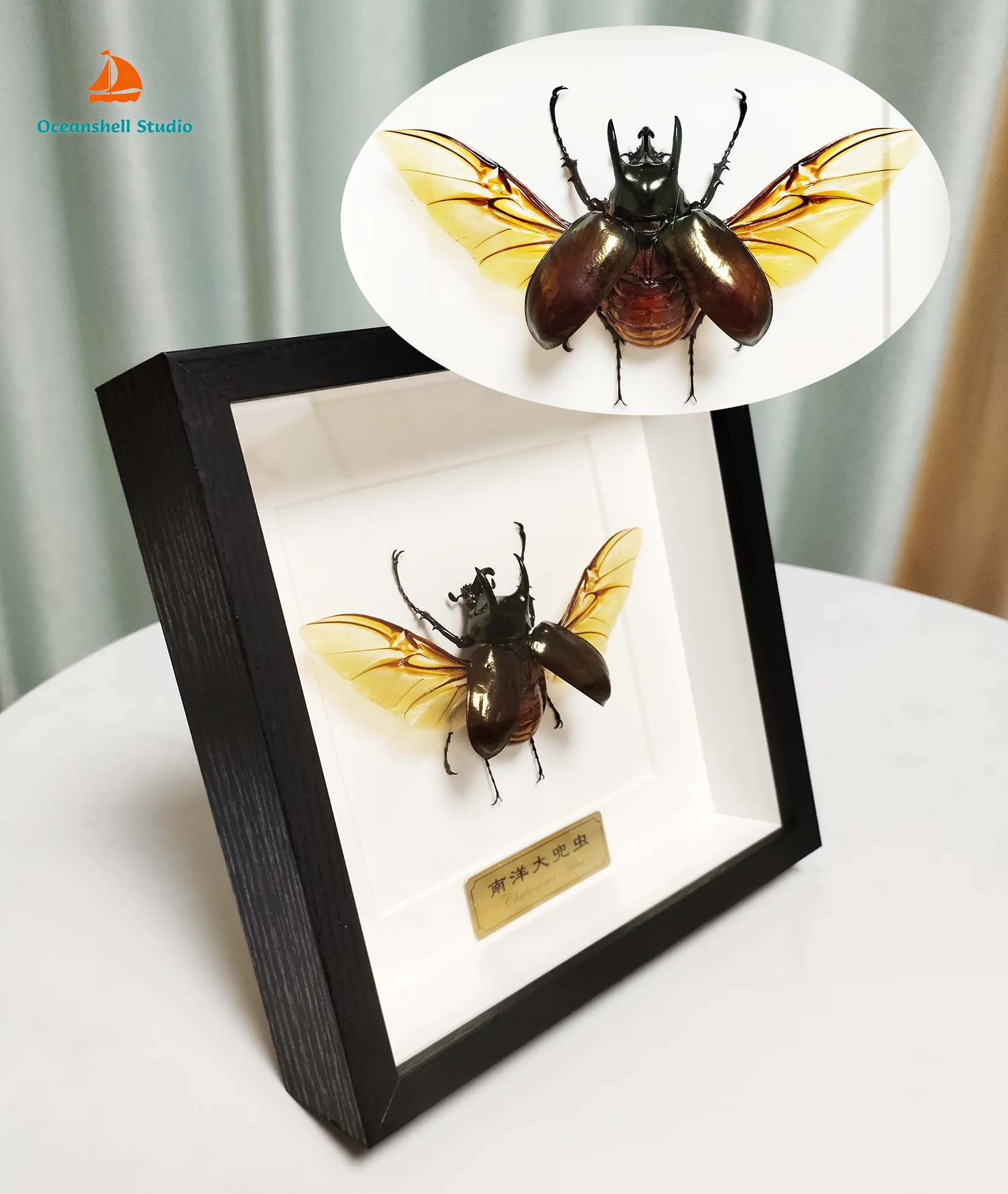 Authentic Atlas Beetle Framed Taxidermy Preserved Insect Specimen Real Chalcosoma Atlas Handicraft Home Decor Wall Art Gifts