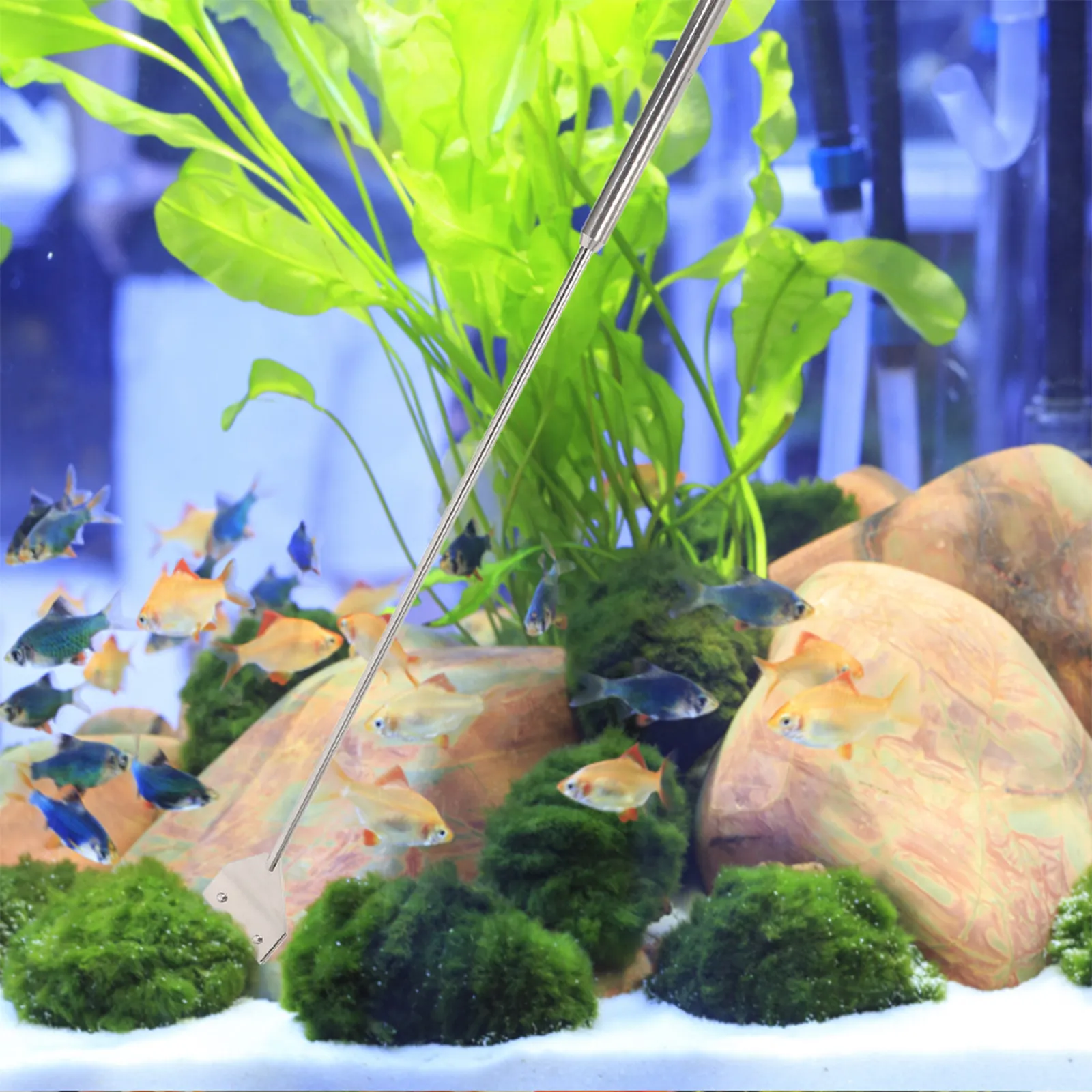 Aquarium Moss - 1 Zestaw Skrobaków do Alg, Sprzęt