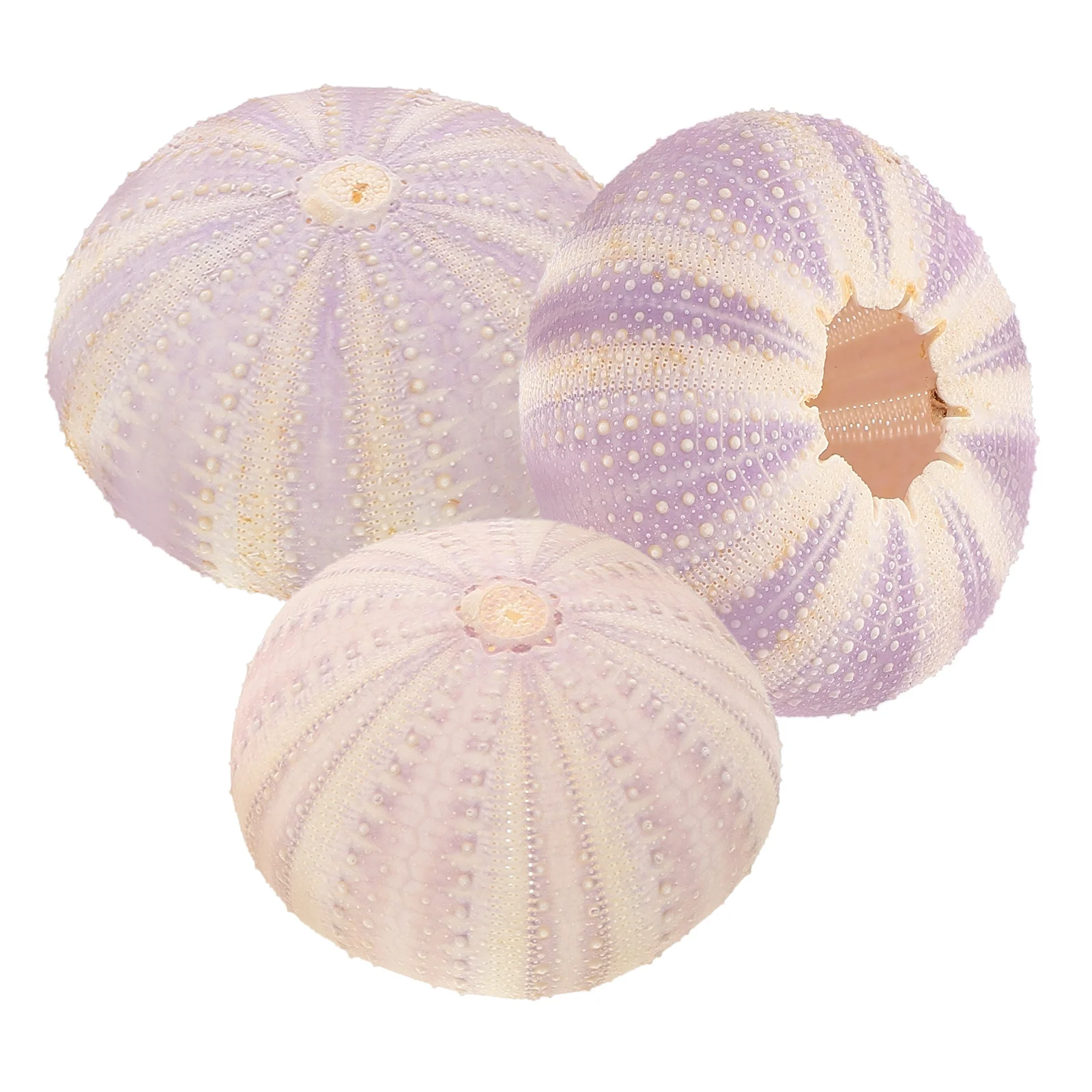 

3 Pcs Sea Ornaments Desk Decorations Hanging Planters for Air Plants Cannoli Shells Scallop Home Small Natural