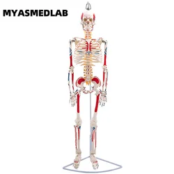 85cm Human Skeleton Model, Full Body Skeleton Human Model, Adult Small Skull Teaching Spine Model