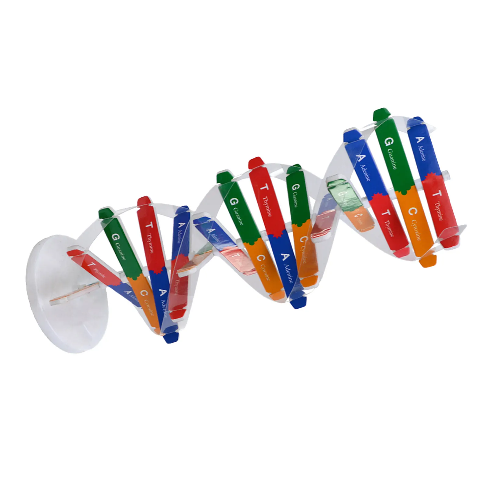 

1Set Dna DIY Scientific Educational Double Helix Structure Teaching Aid for School Science Learning Kits Children Assembly Build