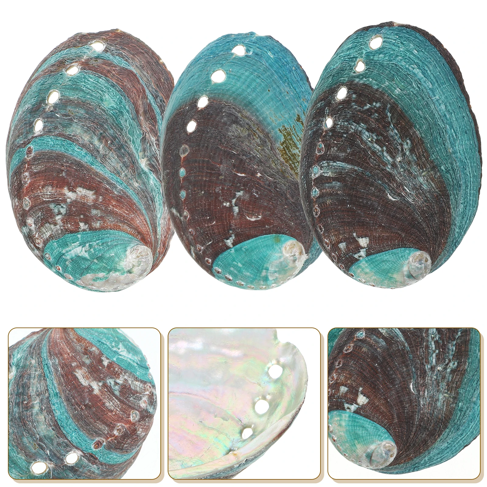 

3 Pcs Decor 8-10cm Natural Seashell Abalone Shell Holder Smudge Kit Bowl Shell Ornament Crystal Trinket Home Ornament