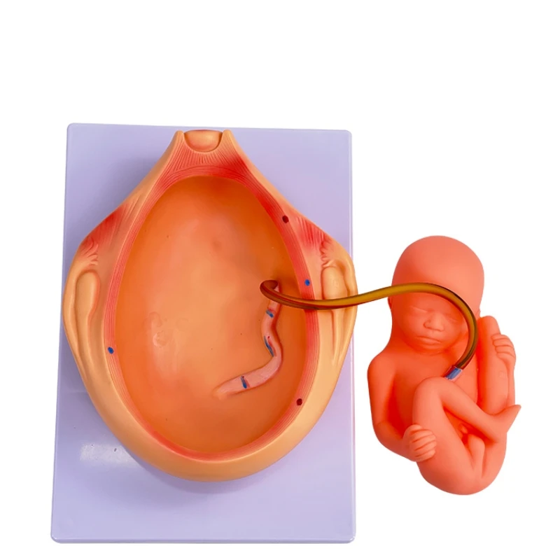 gynecology female pelvic full-term fetal model pregnancy development fetal uterine reproductive model for medicia teaching