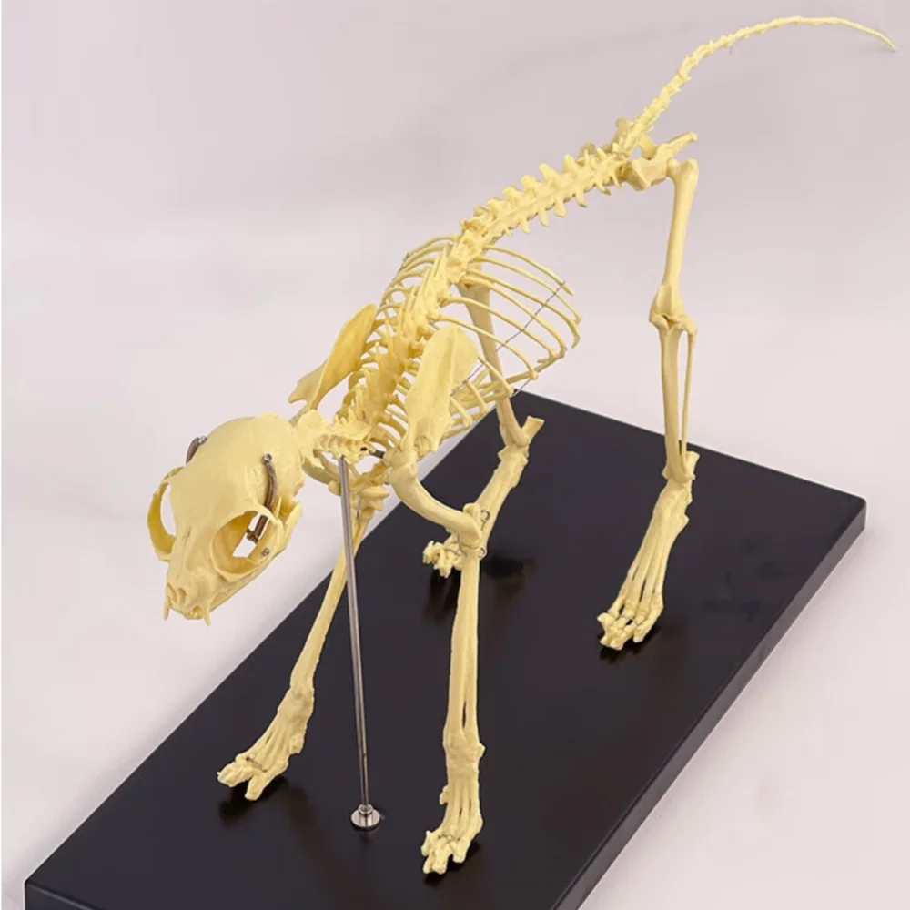 Cat skeleton specimen model pet animal cat dog teaching skeleton bones