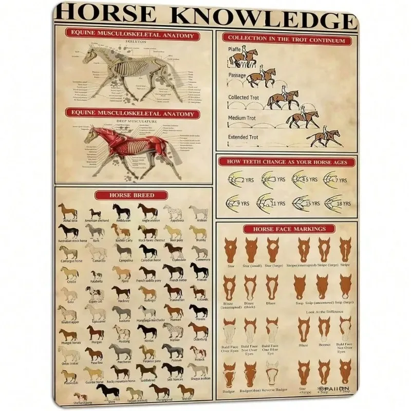 Cartel de conocimiento de caballos premium. Metal, estilo infográfico. Ideal para la escuela, la granja, el hogar, la cocina para exhibir información del caballo.