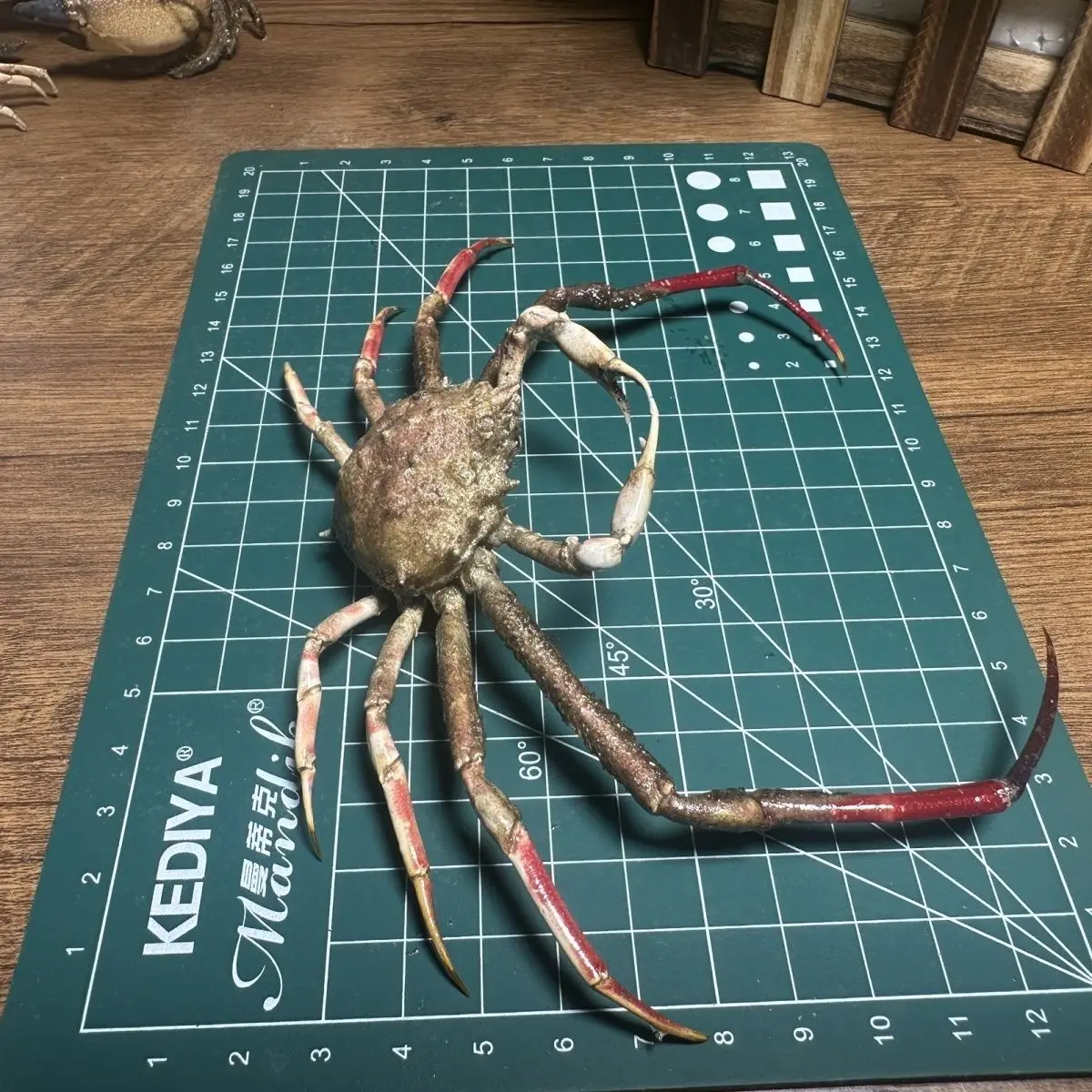 Real Harris' Woolly Crab Specimen - Desktop Decor, Display Collection, Attractive Birthday Gift & Science Teaching Tool