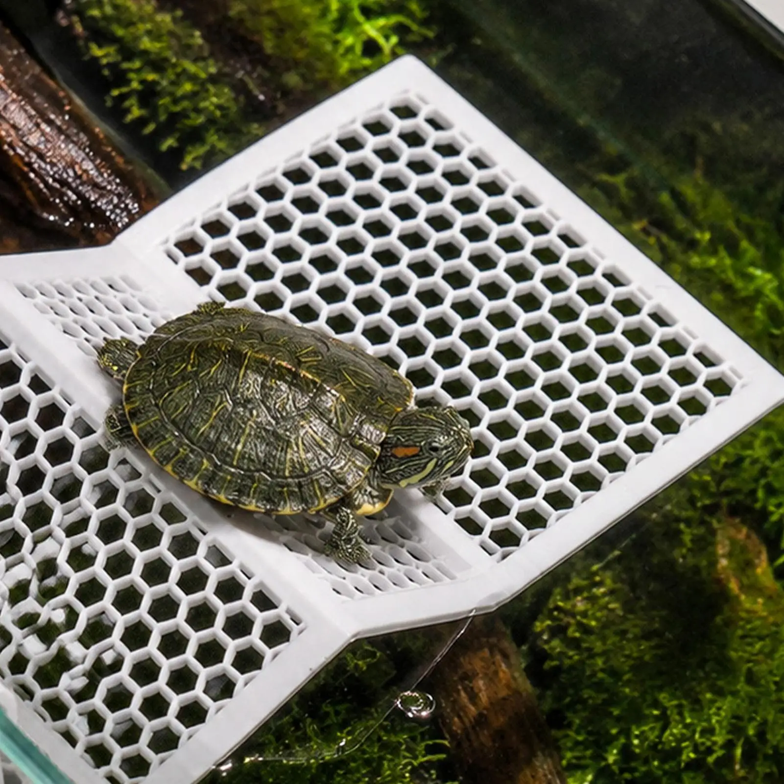 Verstellbare Saugnapf-Schildkröten-Plattformen zum Abkochen, hängende Reptilien-Ruhestätte mit Clip, Aquarium-Rampe für Schildkröten, Frösche, Neptūnsalamander – Detail 3