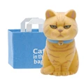 orange tabby