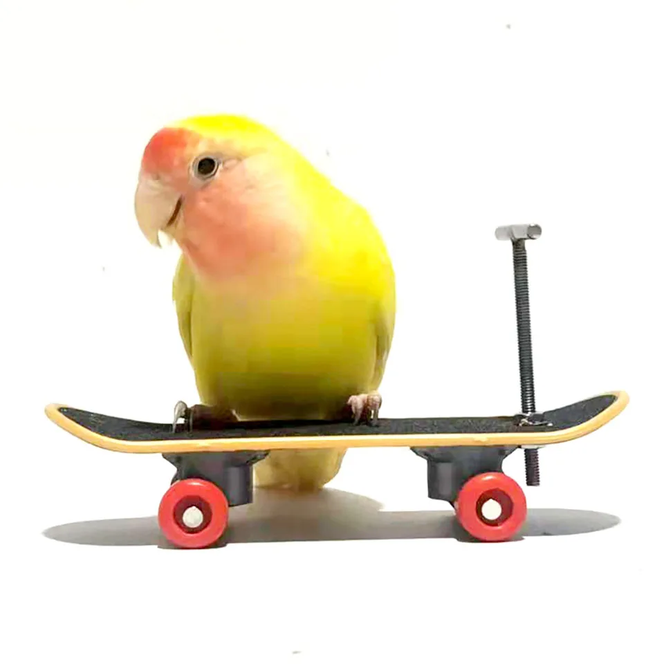 Parrot Scooter Training Mini Skateboard Stand Perch for Bird Supplies Pet Intelligence Foot-talon Toys