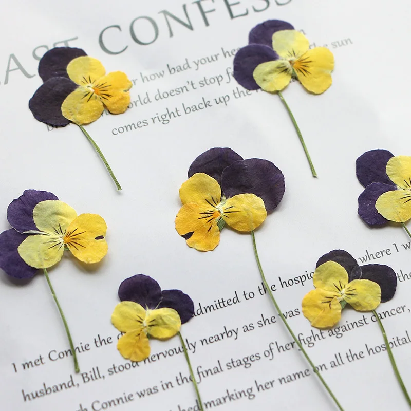 5-9cm/12pcs,nature Horned pansy branch,pressed flower mini decorative face flower DIY drop glue bookmark photo frame materials