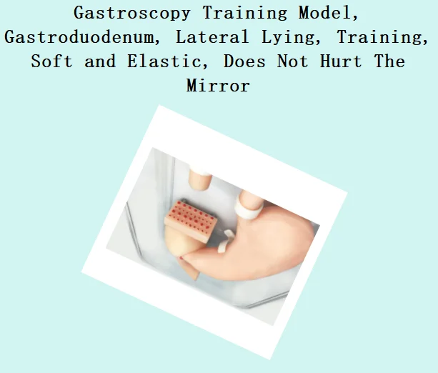 Gastroscopy Training Model, Gastroduodenum, Lateral Lying, Training, Soft and Elastic, Does Not Hurt The Mirror