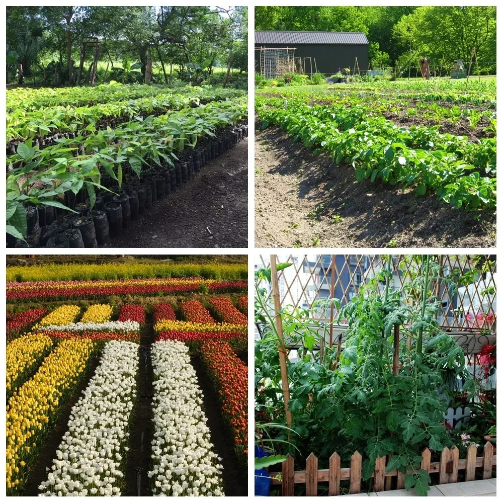 20 G Soluble Cytokinin Fertilizer Plant Food Root Growth Medicinal Hormone Farm Garden Bonsai Crop Increase Production