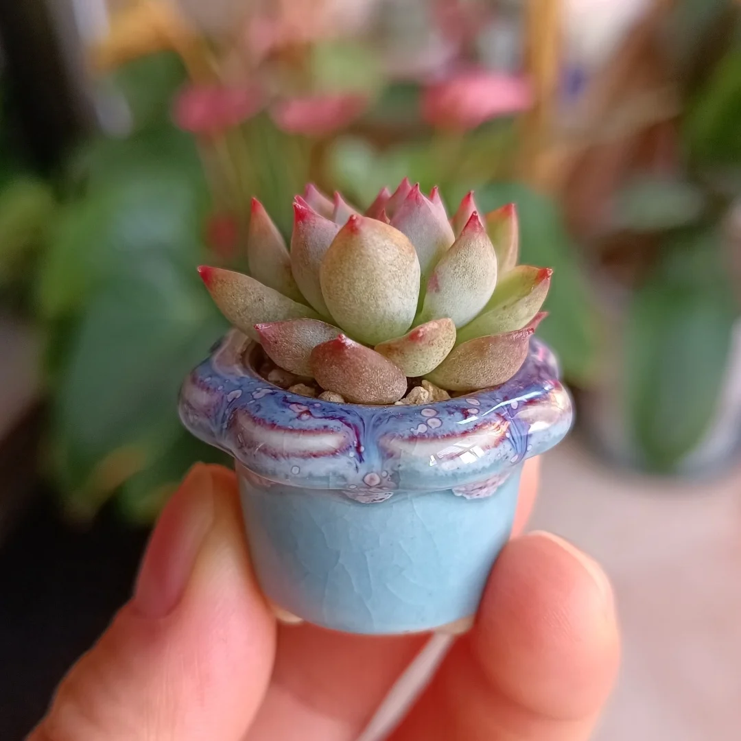 10 Uds maceta de cerámica Mini maceta de pulgar Mini planta suculenta plantando maceta hogar jardín bonsái suministros de plantas en maceta