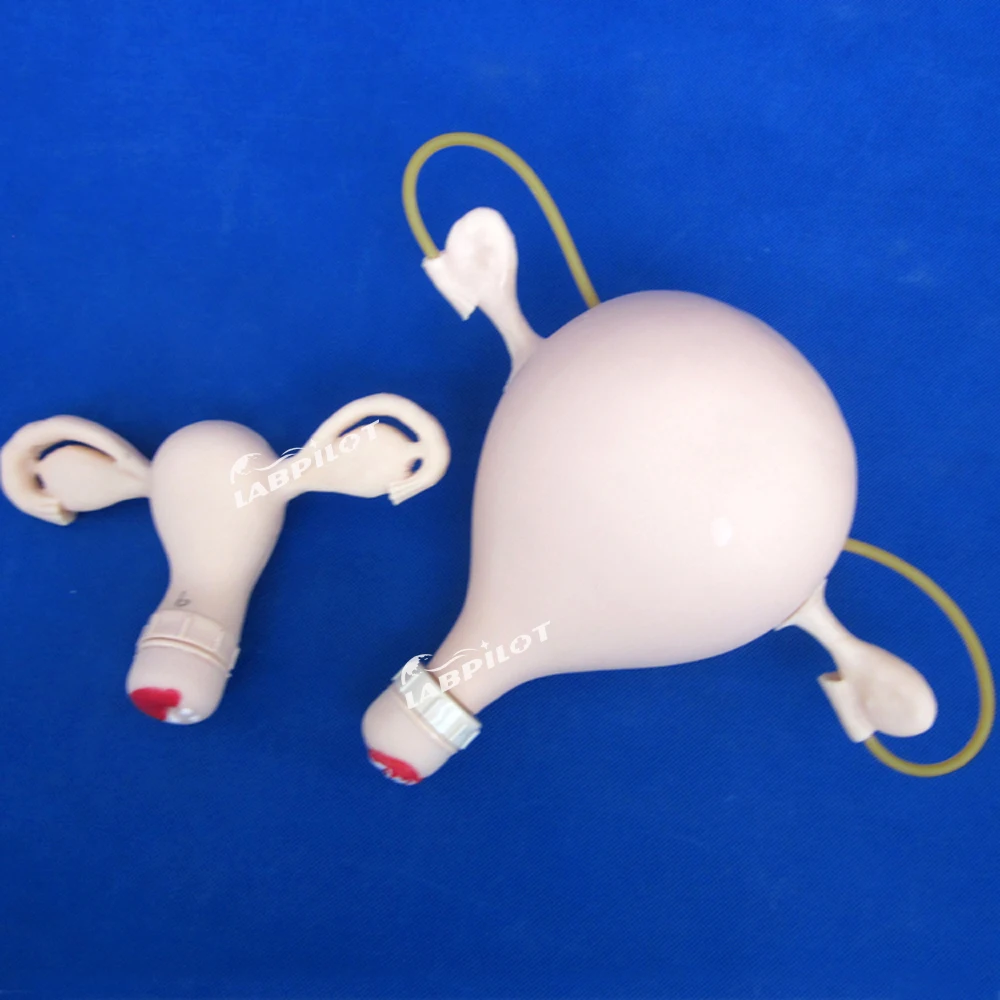 Gynecological Examination Simulator Nursing Training Manikin Pelvic Uterus Anatomy Model