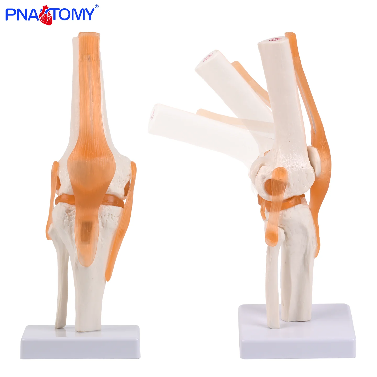 

Life Size Human Knee Joint Model Flexible Knee Skeleton Anatomy Model Medical Teaching Tool Educational Equipment