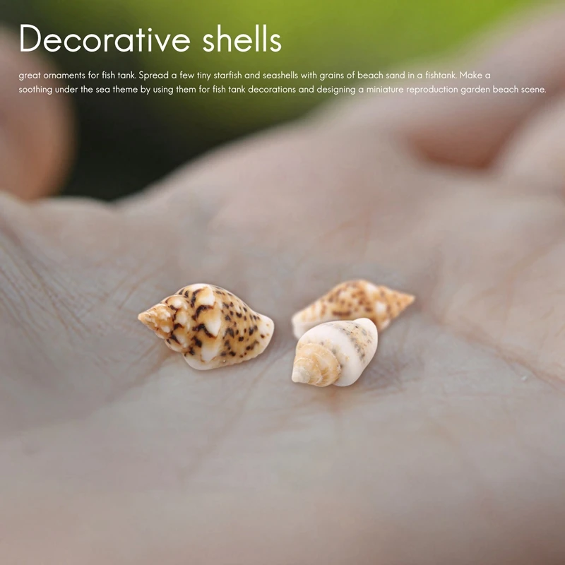 About 1300-1500 Tiny SeaShell Ocean Beach Spiral Seashells Craft Charms 7-12mm for Candle Making,Home Decoration,Beach Theme