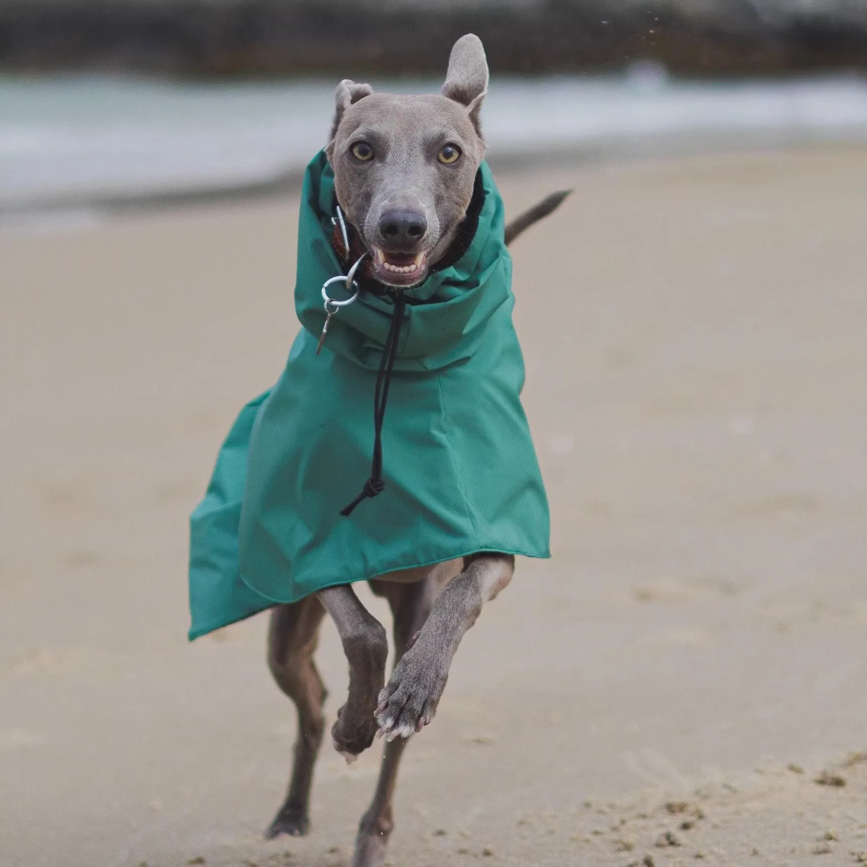 Fashion Adjustable Greyhound Whippet Raincoat Waterproof Windproof Berlington Terrier Soft Dog Vest Jacket for Media Large Dogs